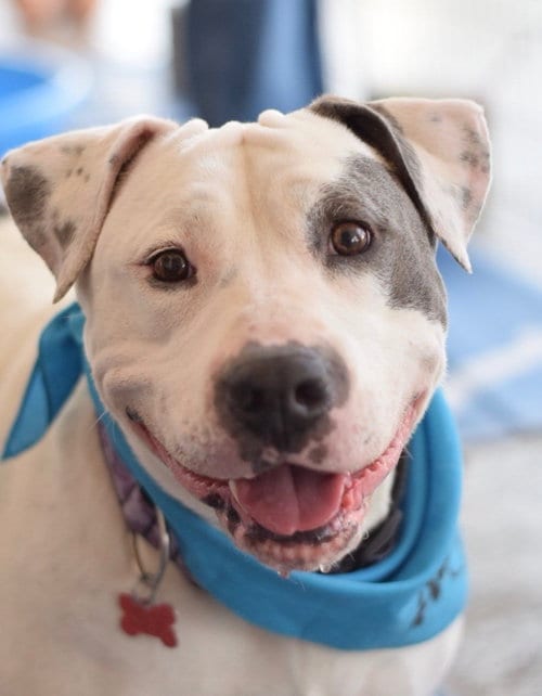 Photo of Lilyroo, adoptable senior Pit Bull Terrier in San Diego, California