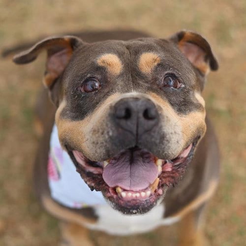 Photo of Jon Jon, adoptable senior American Bulldog in San Antonio, Texas