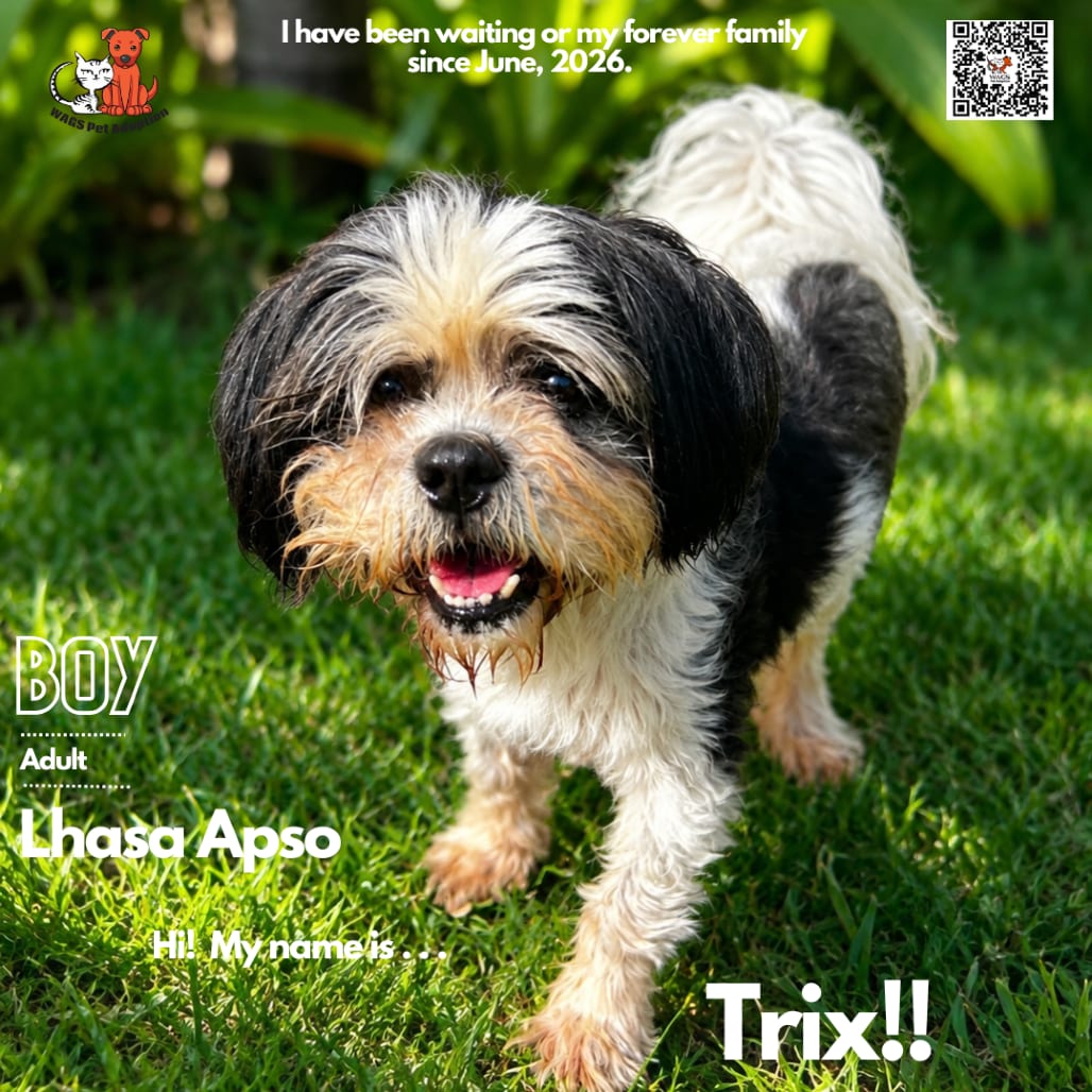 Photo of Trix, adoptable senior Lhasa Apso in Westminster, California