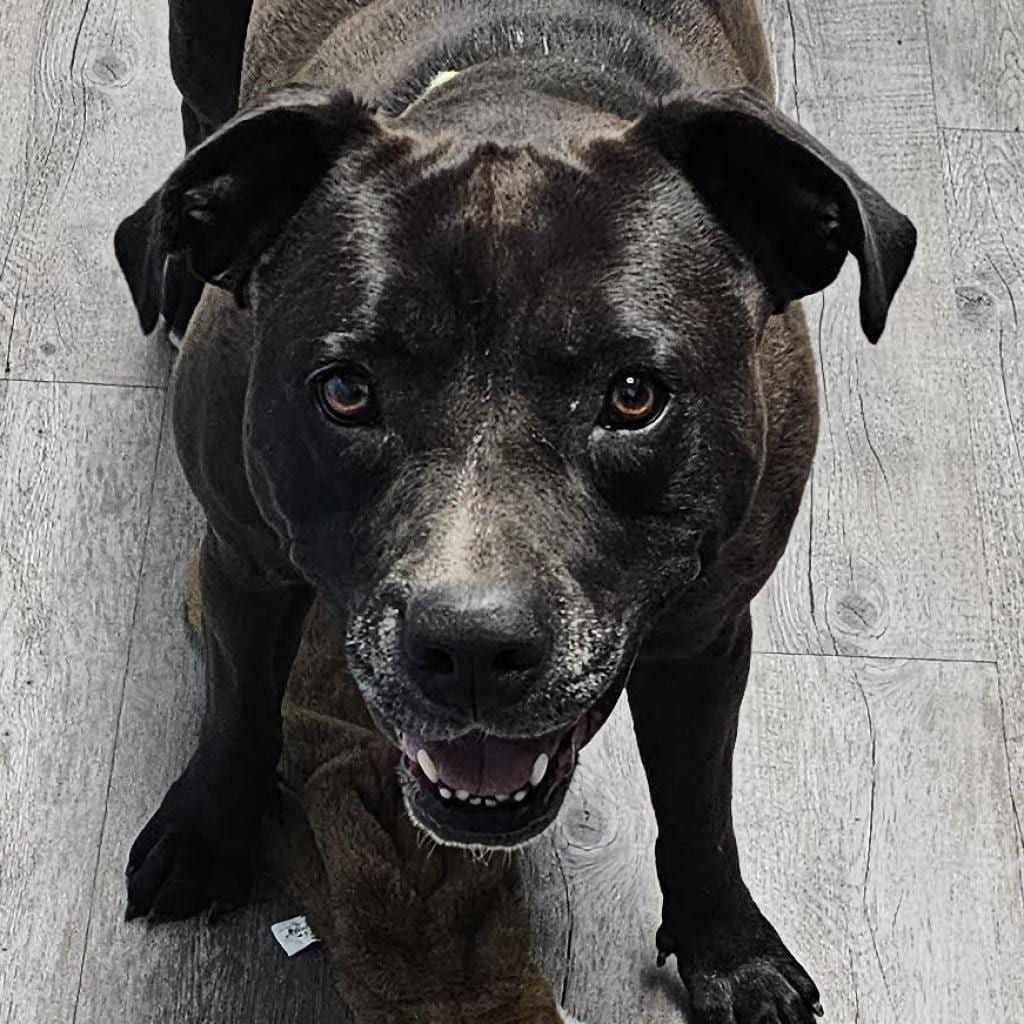 Photo of Zoey, adoptable senior Mixed Breed (Medium)