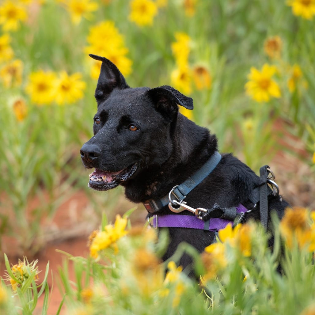 Photo of Cedar, adoptable senior Retriever, Labrador / Mix in Kanab, Utah