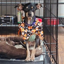 Photo of Yelena, adoptable senior Chihuahua Mixed Breed (Medium) in Lakeland, Florida