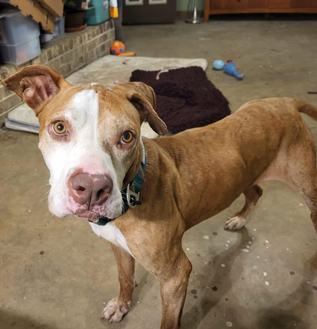 Photo of Carl, adoptable senior Boxer in Jacksonville, Texas