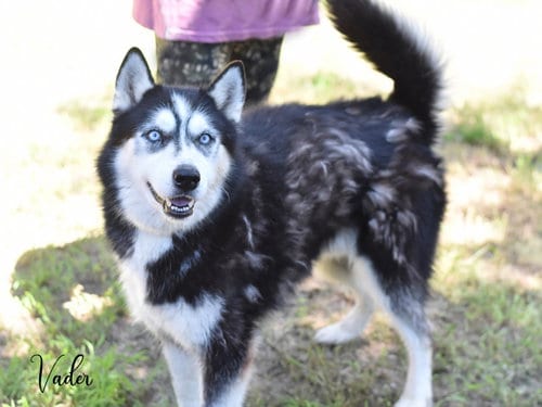 Photo of Vader, adoptable senior Husky in Montgomery, Texas