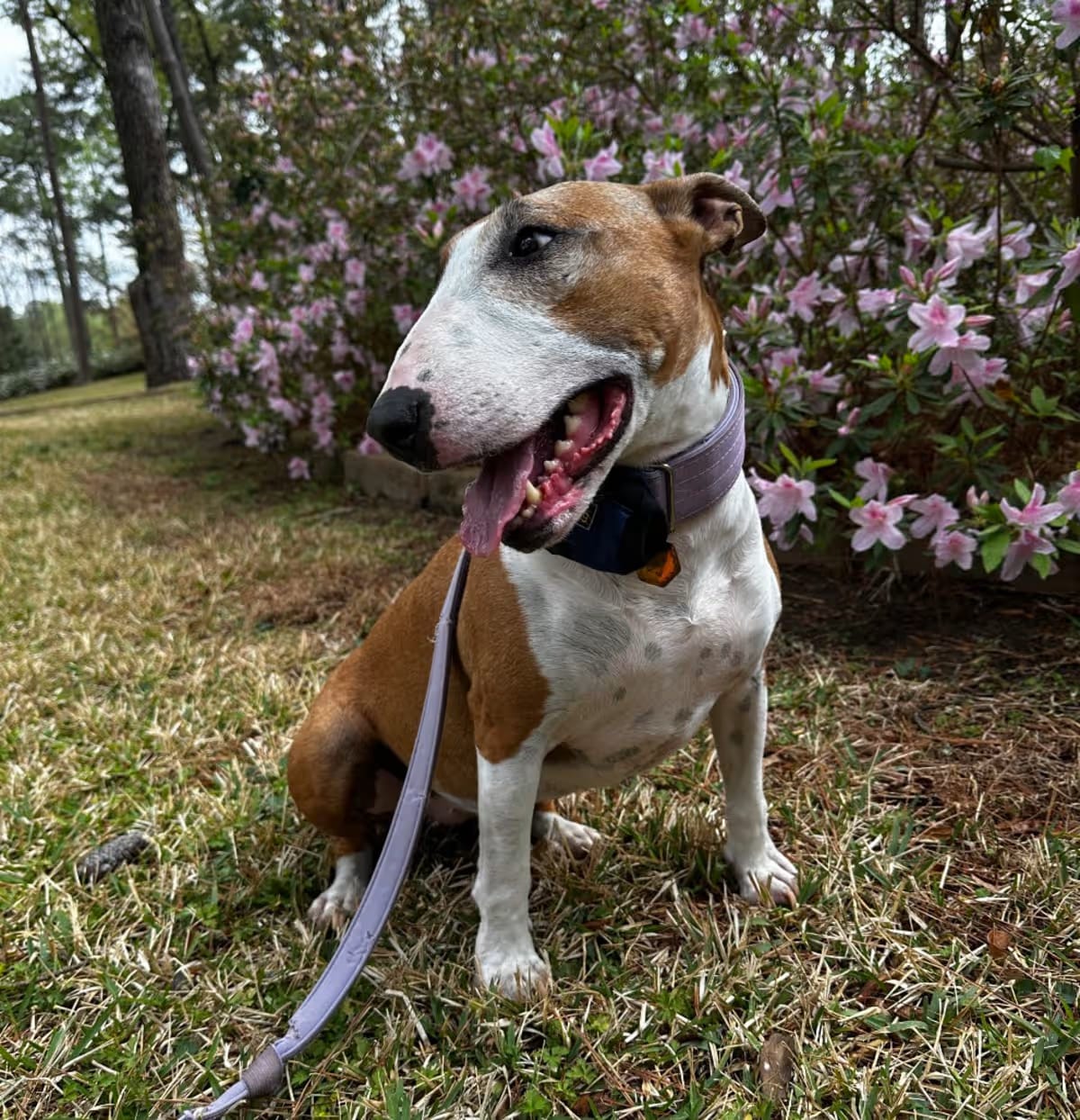 Photo of Leia, adoptable senior Bull Terrier in Dallas, Texas