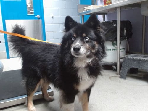 Photo of Shadow, adoptable senior Husky in Albuquerque, New Mexico
