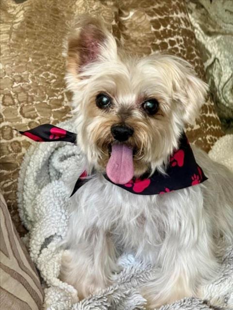 Photo of Pierre, adoptable senior Yorkshire Terrier Yorkie in Burbank, California