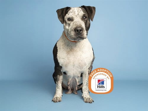 Photo of Doubtfire, adoptable senior American Pit Bull Terrier in Phoenix, Arizona