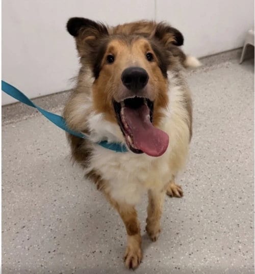 Photo of Indy Rex, adoptable senior Collie in Dublin, Ohio