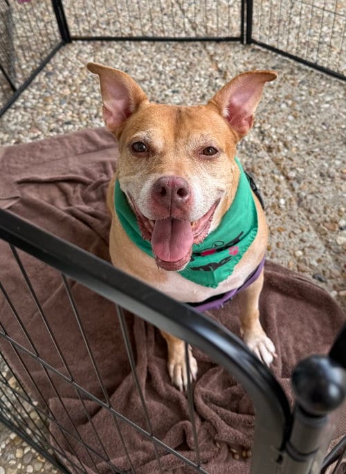 Photo of Winnie J, adoptable senior Staffordshire Bull Terrier in Jackson, Mississippi