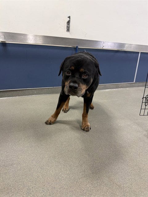 Photo of Bear, adoptable senior Rottweiler in Miami, Florida