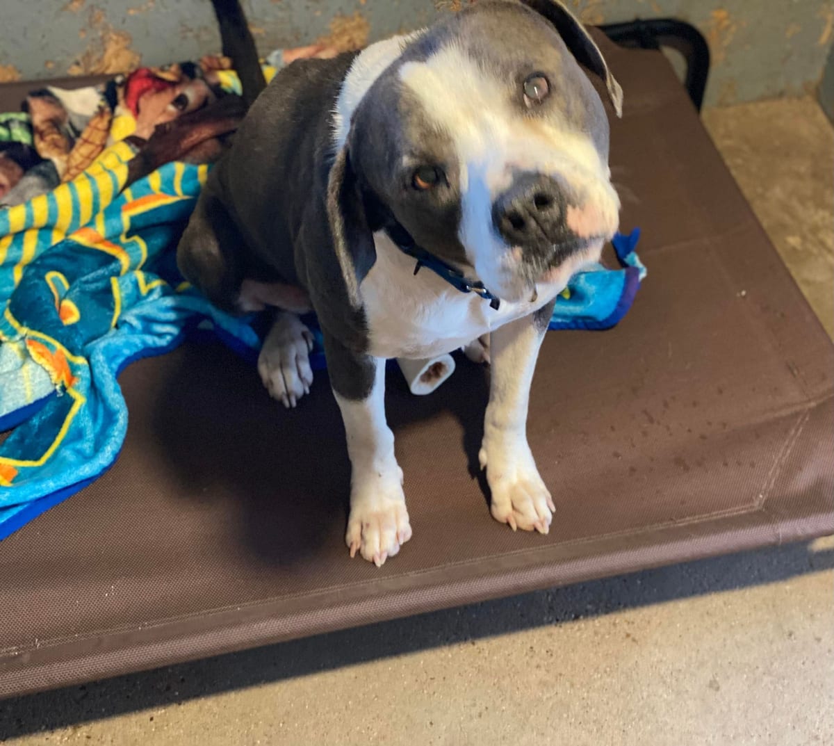 Photo of Drake, adoptable senior American Pit Bull Terrier in Kempner, Texas