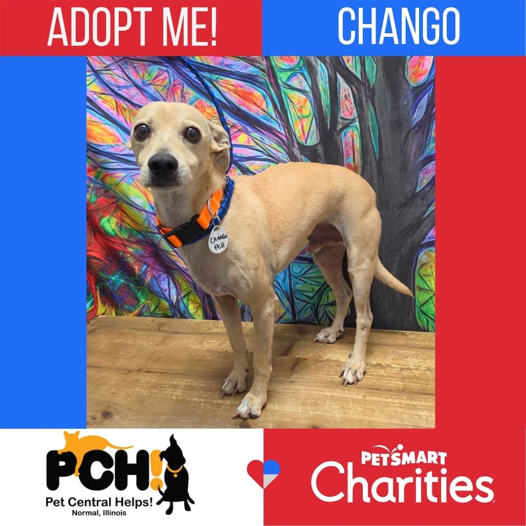 Photo of Chango, adoptable senior Chihuahua / Dachshund in Normal, Illinois