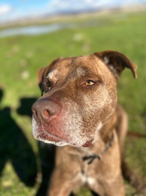 DRAKO, adoptable senior Labrador Retriever in Chico, CA