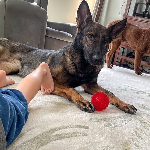 Photo of Kota, adoptable senior German Shepherd Dog in Millburn, New Jersey