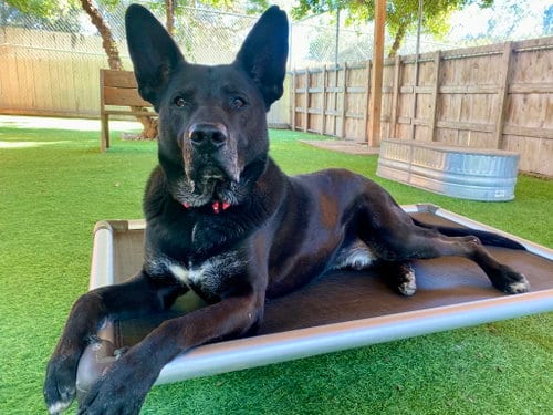 Photo of Theo, adoptable senior German Shepherd Dog in San Diego, California