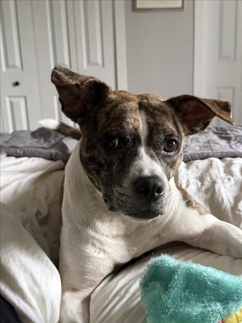 Photo of Blitzen, adoptable senior American Pit Bull Terrier in Derwood, Maryland