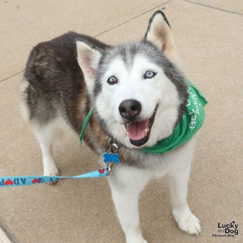 Photo of Sapphire, adoptable senior Husky in Washington, District of Columbia