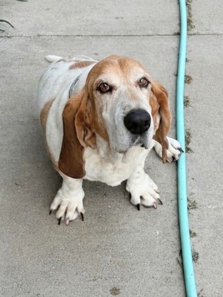 Photo of Daisy, adoptable senior Basset Hound in Tulsa, Oklahoma