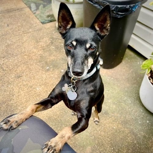 Photo of Lola (CA), adoptable senior Rat Terrier in Atlanta, Georgia