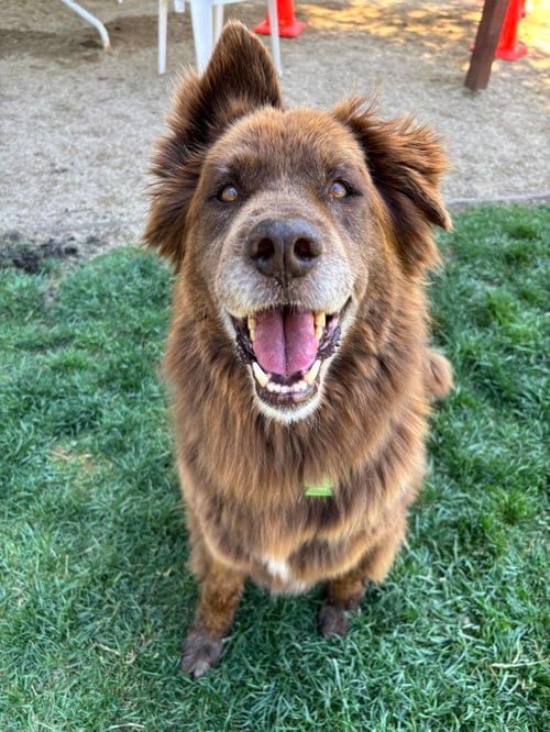 Photo of Koda (Bonded to Nikki), adoptable senior Labrador Retriever in Petaluma, California