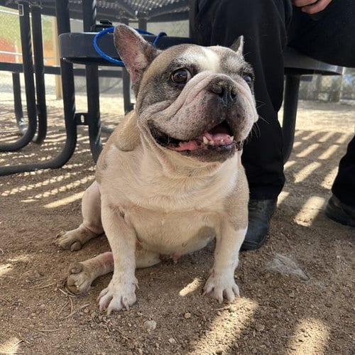 Photo of Droopy, adoptable senior Bulldog in Thousand Palms, California