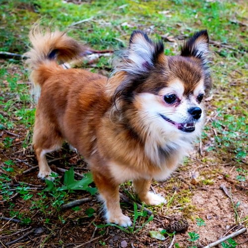 Photo of Darling Darcy, adoptable senior Chihuahua in Sussex, New Jersey
