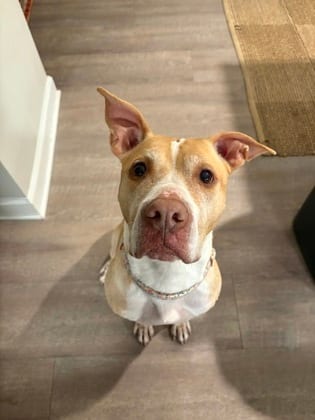 Photo of Tasha, adoptable senior dog in Atlanta, Georgia