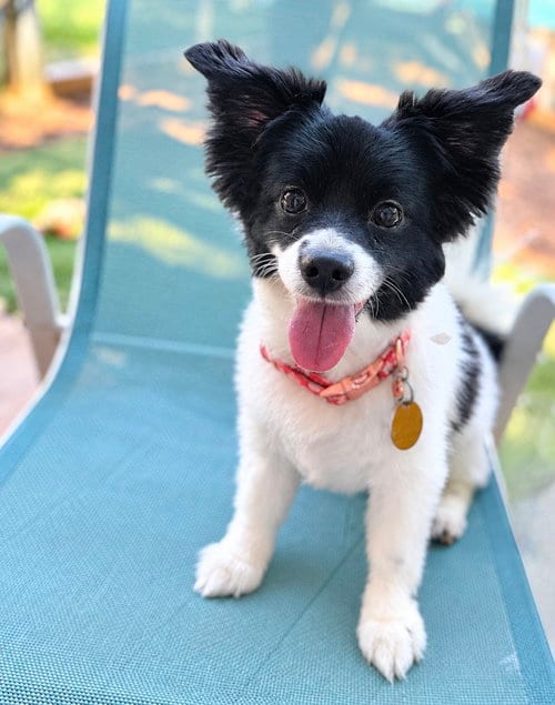 Photo of Sula, adoptable senior Papillon in Garland, Texas