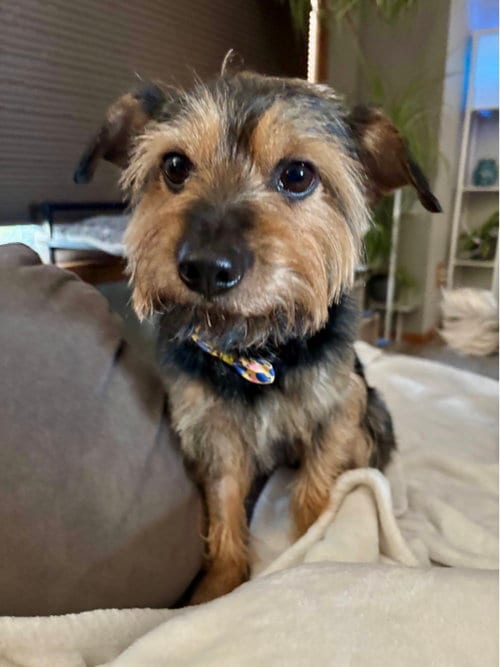 Photo of Marty Jane, adoptable senior Terrier in St. Louis Park, Minnesota