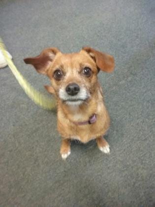 Photo of Jinny, adoptable senior Chihuahua, Long Coat/Terrier in Lexington, Kentucky