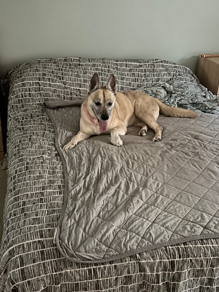 Photo of Dakota, adoptable senior Shepherd in Dana Point, California