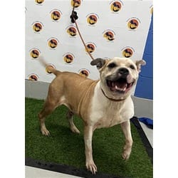Photo of Broly, adoptable senior American Staffordshire Terrier in Land O'Lakes, Florida