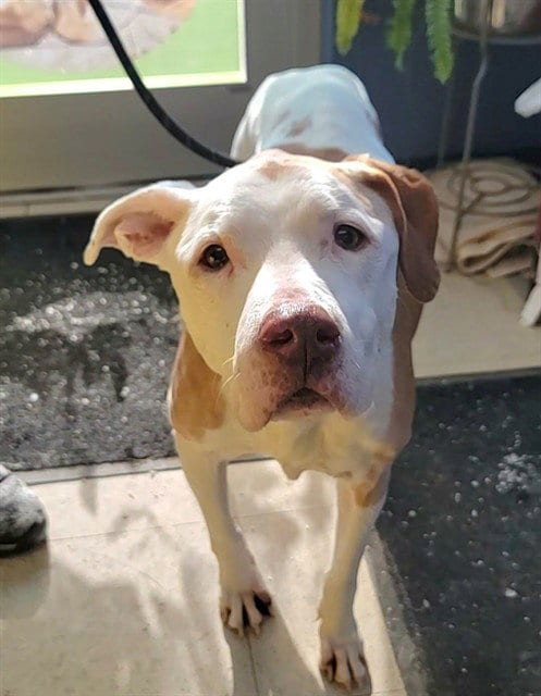 Photo of Honey, adoptable senior Pit Bull Terrier in St Peters, Missouri