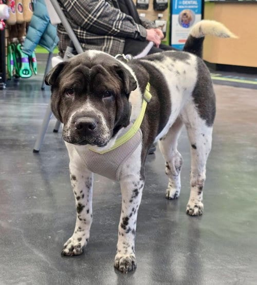 Photo of Bernard, adoptable senior Shar Pei in St. Louis Park, Minnesota