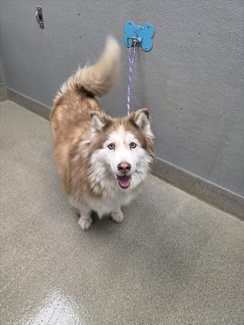 Photo of Della, adoptable senior Husky in Las Vegas, Nevada