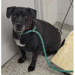 Photo of Percy, adoptable senior Mixed Breed (Medium) in Kansas City, Missouri