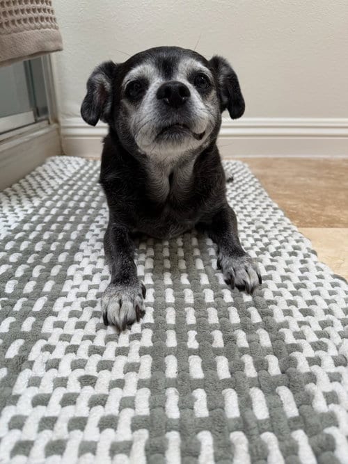 Photo of Bentley, adoptable senior Chihuahua in San Diego, California