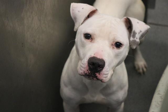 Photo of Jackson, adoptable senior Mixed Breed