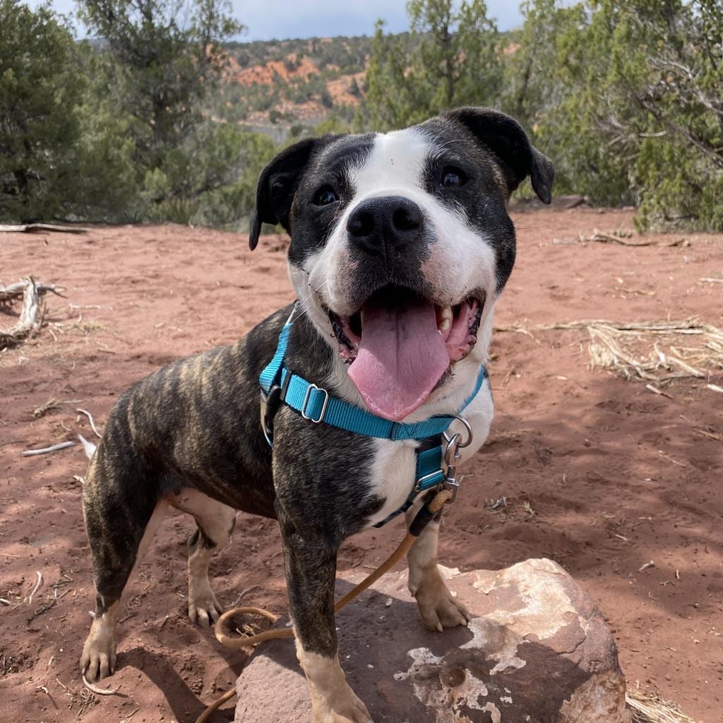 Photo of Hattie, adoptable senior Terrier, American Pit Bull / Mix in Kanab, Utah