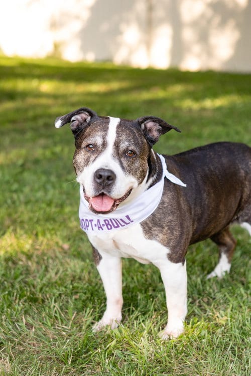 Photo of Doula, adoptable senior American Staffordshire Terrier in Crete, Illinois