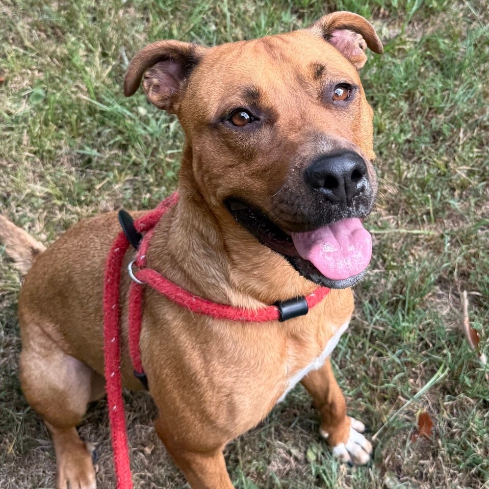 Photo of Elsie, adoptable senior Mixed Breed (Large) in Chattanooga, Tennessee
