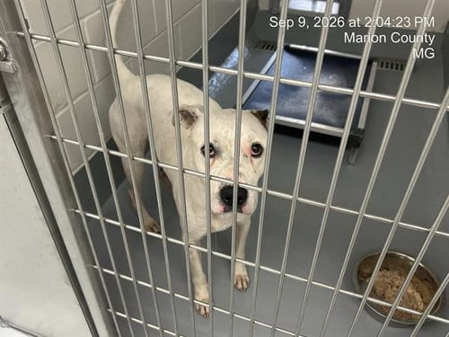 Photo of Pawpaw, adoptable senior American Pit Bull Terrier in Ocala, Florida