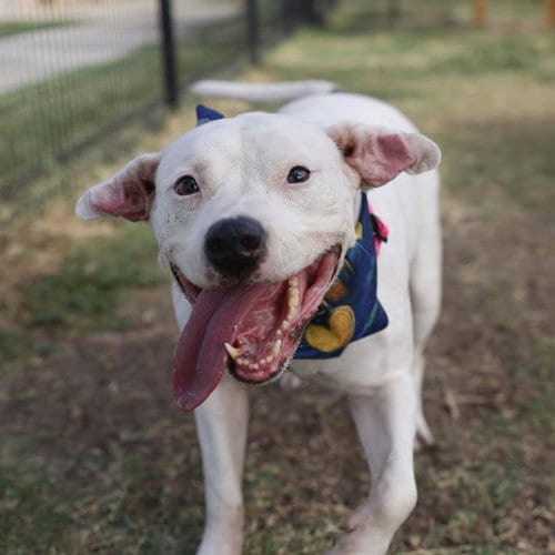 Photo of Rita, adoptable senior American Staffordshire Terrier in San Antonio, Texas