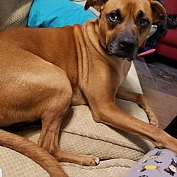 Photo of Rooley, adoptable senior Boxer Black Mouth Cur in Bolivia, North Carolina