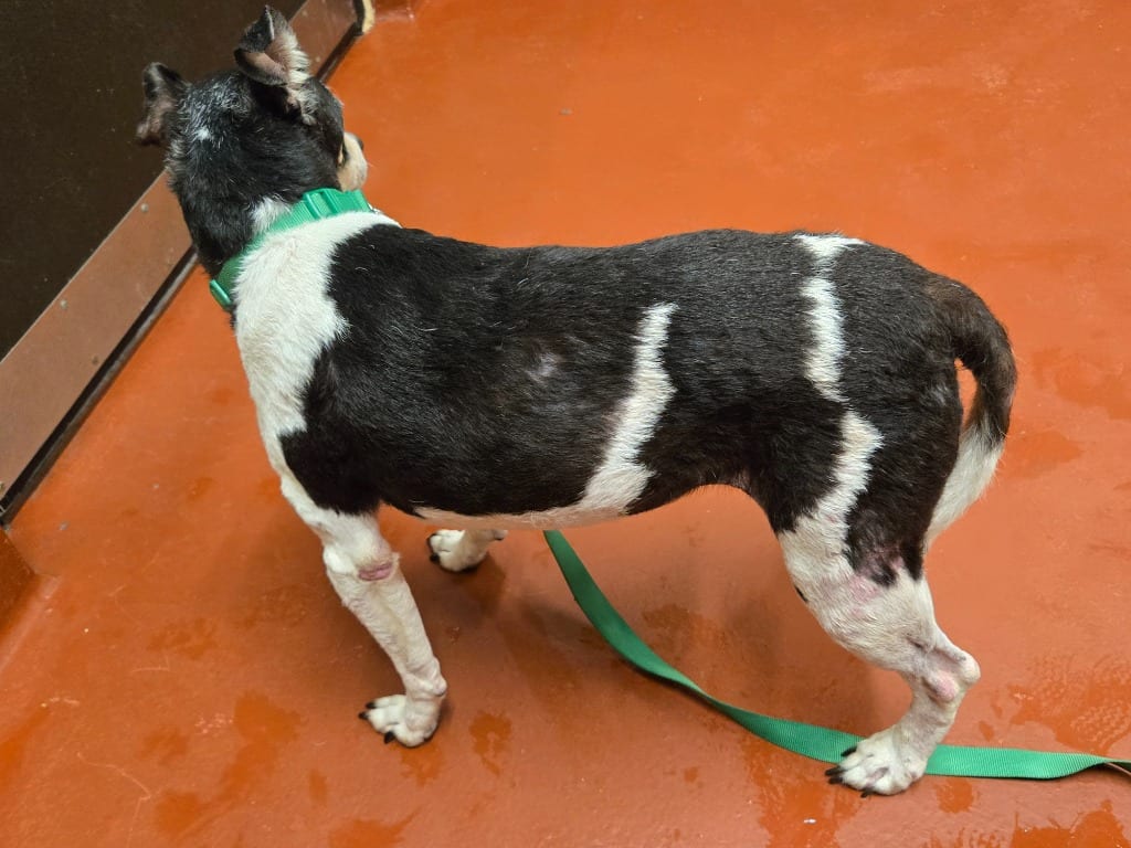 Photo of Billy, adoptable senior Mixed Breed in Douglasville, Georgia