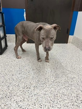 Photo of Gandalf The Gray, adoptable senior dog in Atlanta, Georgia
