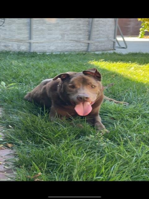 Photo of Robert, adoptable senior Labrador Retriever in Las Vegas, Nevada