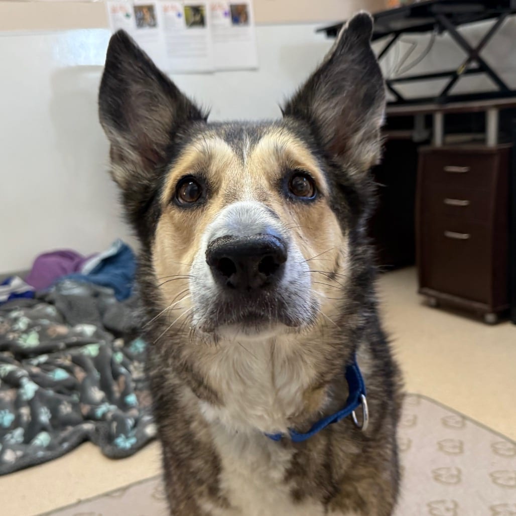 Photo of GG, adoptable senior Shepherd, German / Collie in Kanab, Utah
