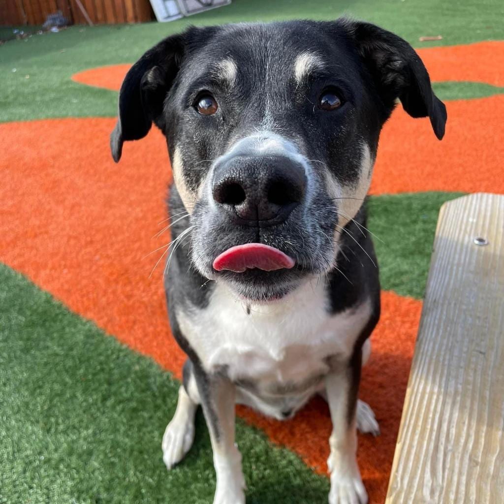 Photo of Pickles, adoptable senior Shepherd / Mix in St. Louis, Missouri
